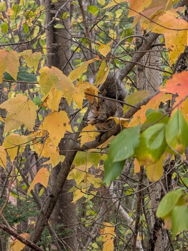 Eastern Gray Squirrel