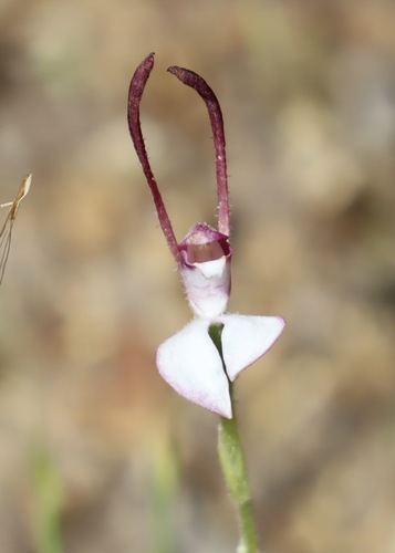 Leptoceras menziesii, 2026-10-14