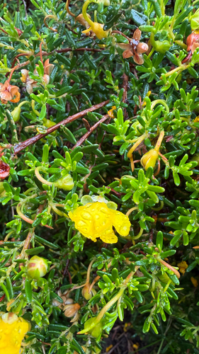 Hibbertia hypericoides observed 2026-10-15