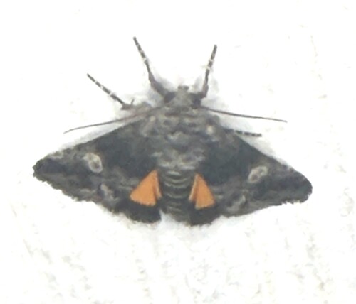 Copanarta aurea