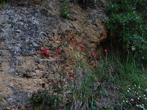Lagenaria observed 2026-10-12