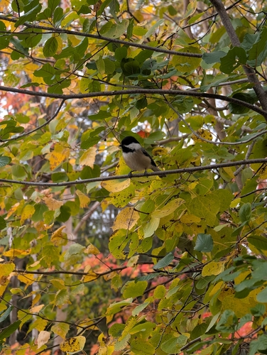 Black-capped Chickadee