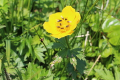 Trollius riederianus