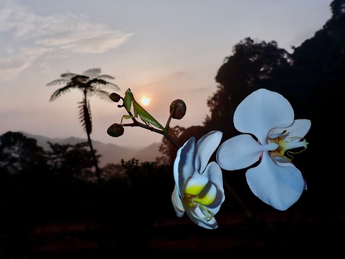 Yellow Orchid Mantis