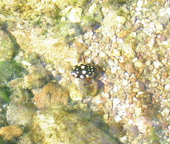 Thermonectus marmoratus