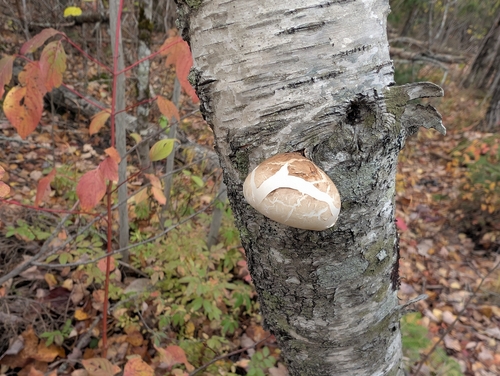 birch polypore