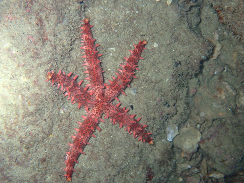 Mithrodia observed 2026-10-14