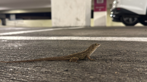 Anolis sagrei observed 2026-10-14