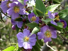 Robinsonella cordata