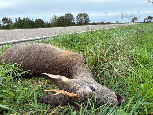 Western Roe Deer