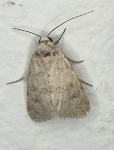 Leucocnemis perfundis