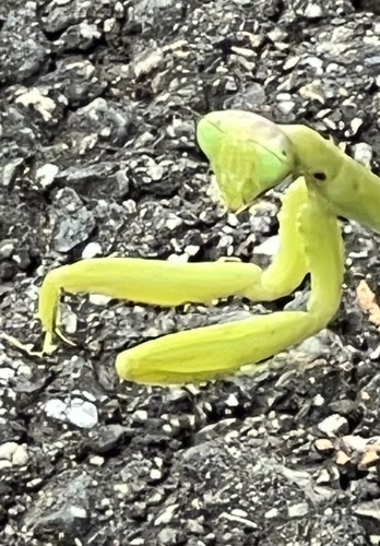 Giant Asian Mantis