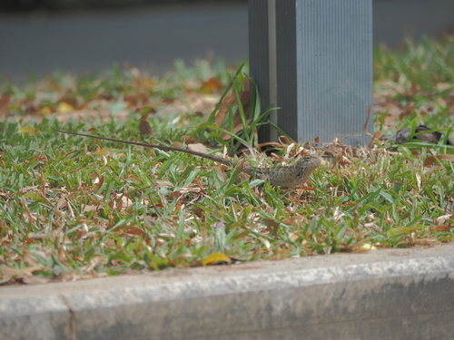 Wang’s Garden Lizard