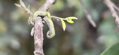 Taeniophyllum observed 2026-10-15
