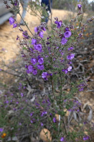 Prostanthera denticulata observed 2026-10-10