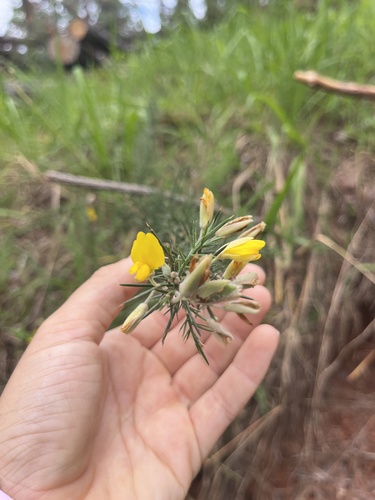 Ulex europaeus observed 2026-10-14