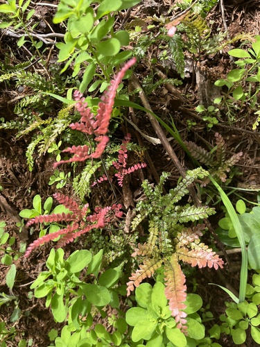 Adiantum hispidulum, 2026-10-14