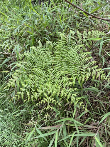 Pteridium, 2026-10-14