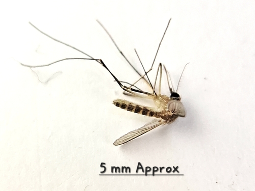 Culex quinquefasciatus, 2026-10-15