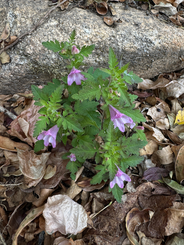 Phtheirospermum japonicum
