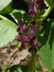 Vicia narbonensis