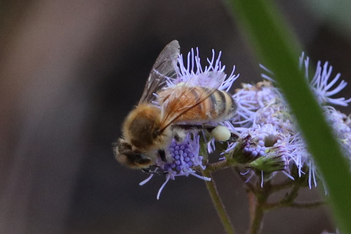 Western Honey Bee