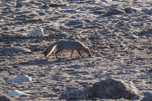 Santa Cruz Island Fox observed by chezasaurus