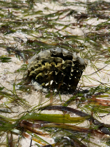 Pinna muricata observed 2026-10-14