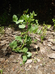 Vicia narbonensis