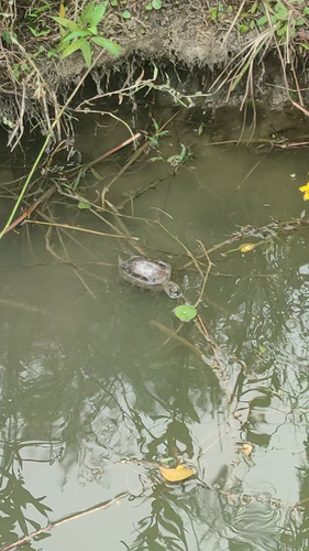 Chinese Pond Turtle