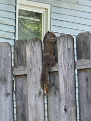 Sciurus carolinensis