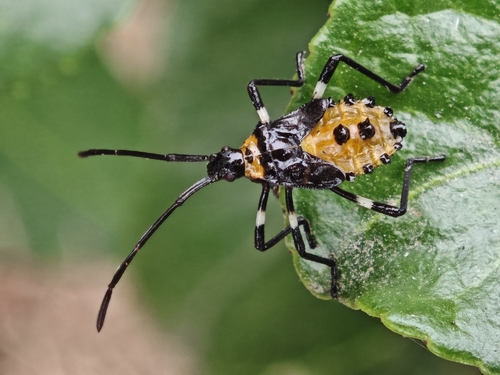 Plinachtus bicoloripes