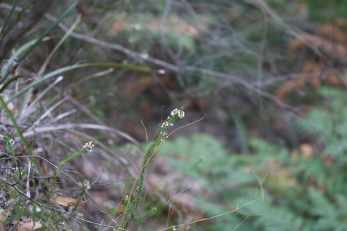 Woollsia pungens observed 2026-10-05
