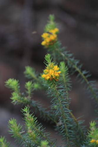 Phyllota, 2026-10-05