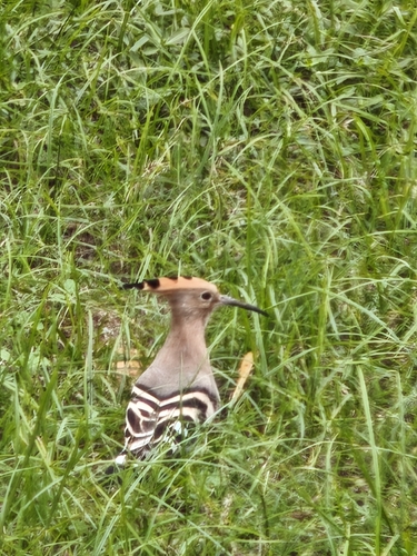Common Hoopoe