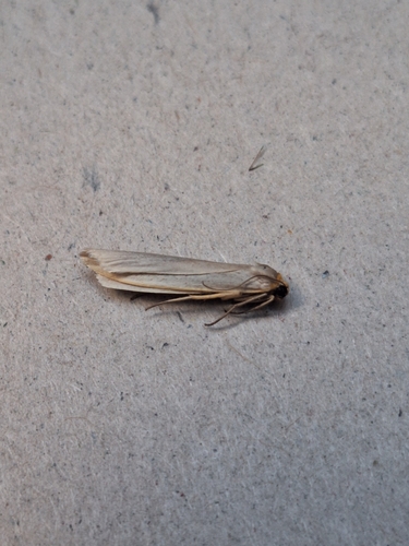 Hoary Footman