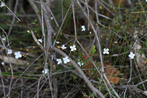 Mitrasacme polymorpha observed 2026-10-05