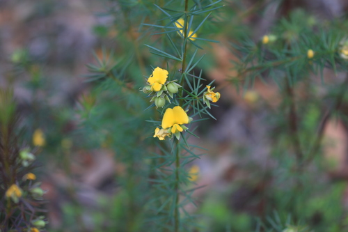 Gompholobium grandiflorum observed 2026-10-05