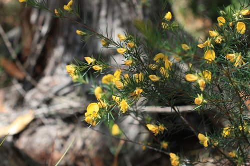 Gompholobium grandiflorum observed 2026-10-05