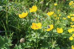 Trollius riederianus