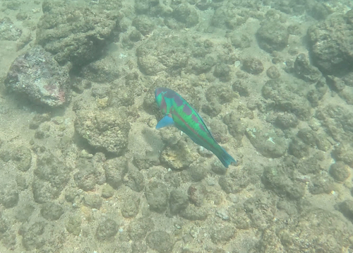Thalassoma purpureum observed 2026-10-14
