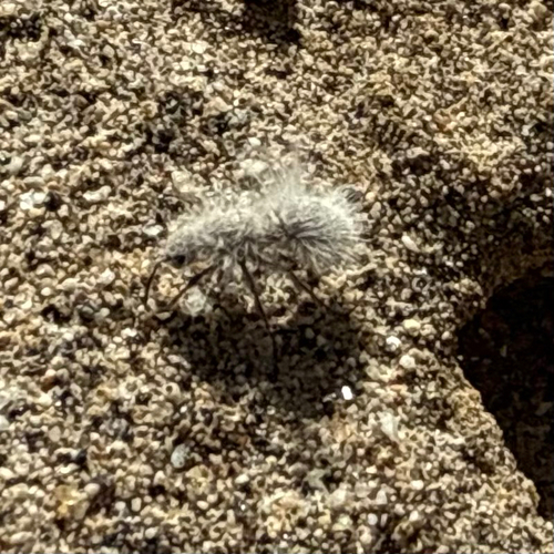 Thistledown Velvet Ant