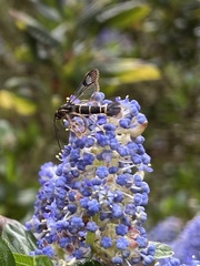 Synanthedon tipuliformis