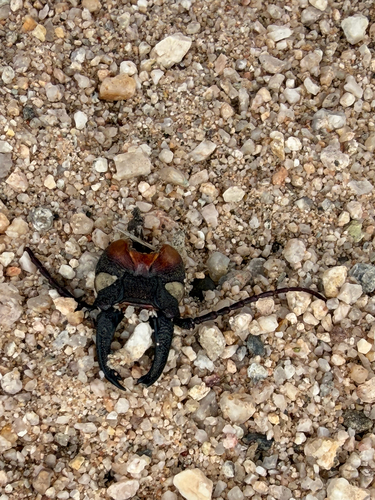 Palo Verde Root Borer
