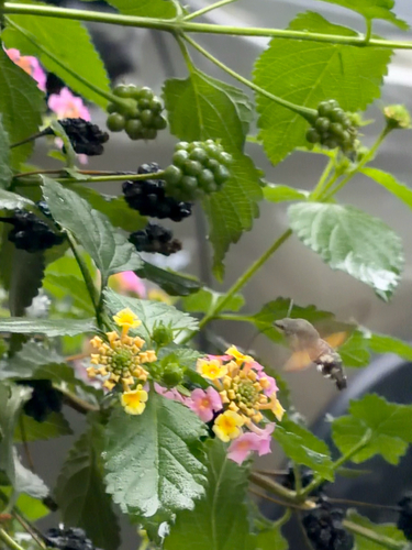 Eurasian Hummingbird Hawkmoth