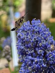 Synanthedon tipuliformis