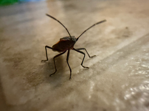 Eastern Boxelder Bug
