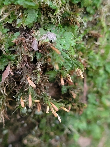 Lewinskya speciosa observed 2026-10-14