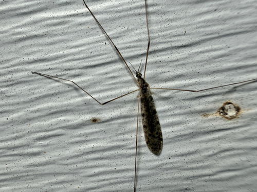 Rhipidia maculata