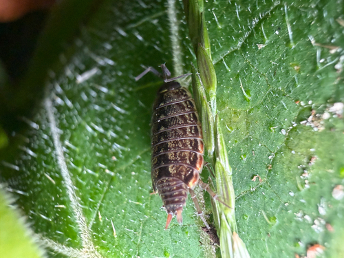 Common Striped Woodlouse